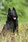 SCHIPPERKE 290